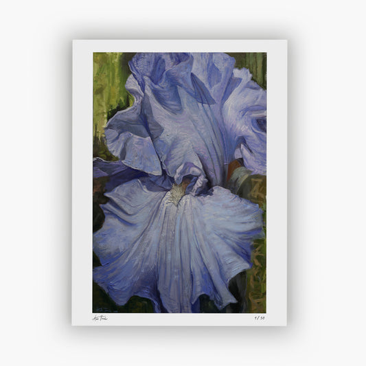 California Iris